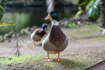 A duck waggling around.