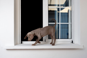 A Weimaraner puppy walking on a window sill without bars. Danger of a dog falling out due to lack of protection
