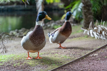 A duck waggling around.