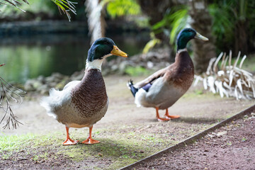 A duck waggling around.