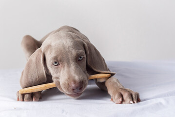 Weimaraner puppy with a toothbrush in its mouth. Oral hygiene in dogs. Care and protection of pets....