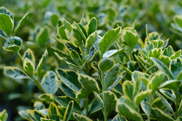 Euonymus japonicus or Japanese spindle closeup. Selective focus.