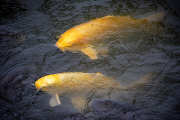 Koi fish in the water in Kyoto, Japan