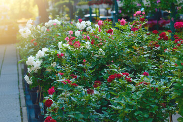 Roses in a garden plant store.