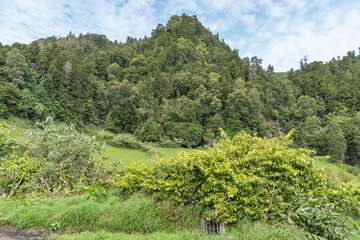 Nature with trees, green and plants.