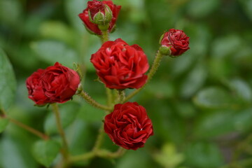 Small red flowers of a dwarf miniature rose close-up