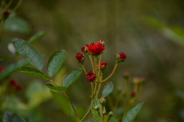 A small dwarf miniature rose grows in the shade of a garden