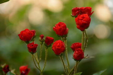 Obraz premium Delicate red branches of a dwarf miniature rose on a bush on a summer evening