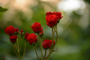 Beautiful decorative flowers of a small dwarf miniature rose