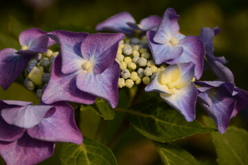 Naklejka premium Violet-yellow hydrangea close-up on a bush in the garden in summer