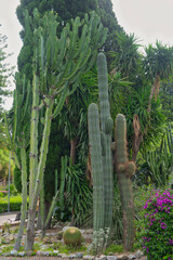 typical southern italian vegetation, olive, oleander, capsicum, fig, aloe, gum tree, dragon tree, and so many others, taormina, sicily