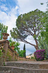 typical southern italian vegetation, olive, oleander, capsicum, fig, aloe, gum tree, dragon tree,...