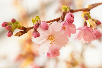 Naklejka na ściany i meble Romantic pink cherry blooms in Spring