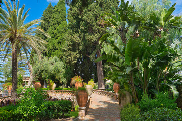 Obraz premium typical southern italian vegetation, olive, oleander, capsicum, fig, aloe, gum tree, dragon tree, and so many others, taormina, sicily
