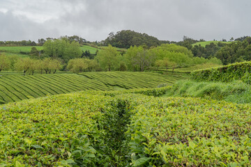 Fototapeta na wymiar View over the tea plantation of Gorreana located on Sao Miguel Island of the Azores. 
