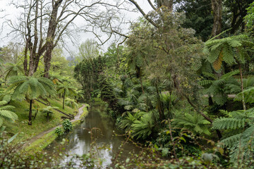 The rainforest, jungle on Sao Miguel in the Azores. Paque Terra Nostra with thermal bath of the...