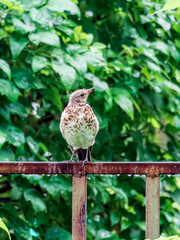 The fieldfare thrush is staying on a fence in the rain.
