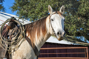 Portrait of a beautiful dun or buckskin quarter horse in his western tack
