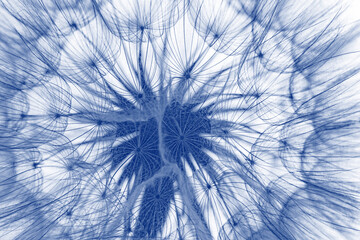 Fototapeta premium flower fluff, dandelion seeds - beautiful macro photography