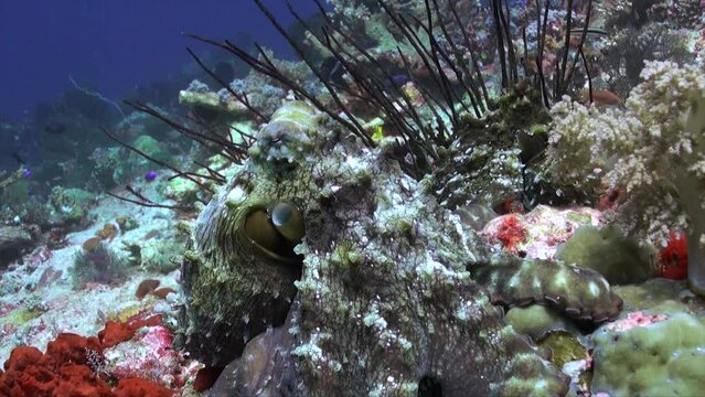 Close-up of underwater octopus on colorful coral reef is impressive in Bali. Octopus among colorful corals and variety of fish in crystal clear water fascinates with its beauty.
