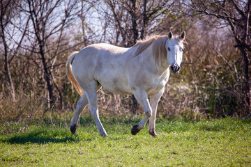 Obraz na płótnie Canvas Beautiful grey quarter horse in a field.