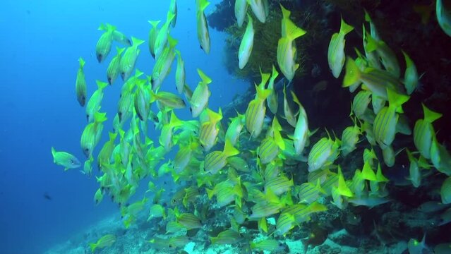 Napoleon fish makes its way through huge school of snapper fish on coral reef. Napoleon fish with shiny snapper fish with yellow fins and tail creates vibrant and colorful ambiance.