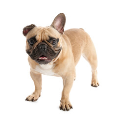 Cute French bulldog on white background