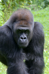 Silverback gorillas in their environment