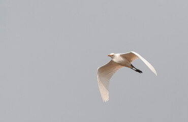 Eastern Cattle Egret, Bubulcus coromandus