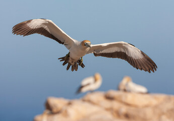 Cape Gannet, Morus capensis