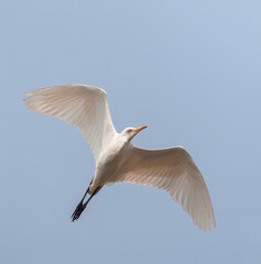 Eastern Cattle Egret, Bubulcus coromandus