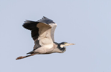 Black-headed Heron, Ardea melanocephala