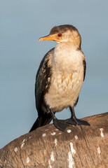 Reed cormorant, Microcarbo africanus