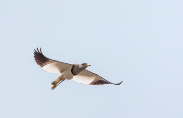 Grey-headed Lapwing, Vanellus cinereus