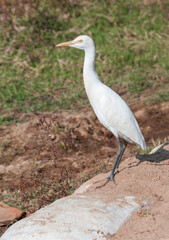 Eastern Cattle Egret, Bubulcus coromandus