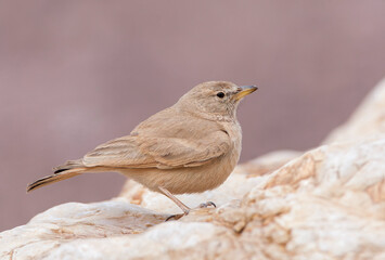 Desert Lark, Ammomanes deserti isabellina