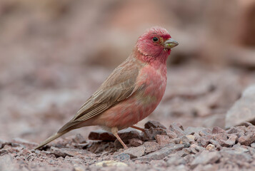 Sinai Rosefinch, Carpodacus synoicus