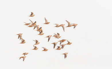 Sahelzandhoen, Pterocles senegallus