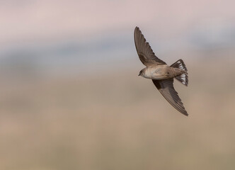 Pale Crag Martin, Ptyonoprogne obsoleta © Marc