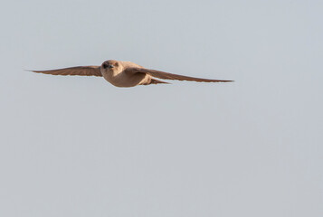 Pale Crag Martin, Ptyonoprogne obsoleta