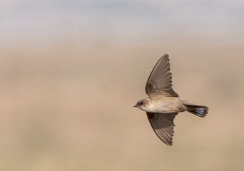 Pale Crag Martin, Ptyonoprogne obsoleta