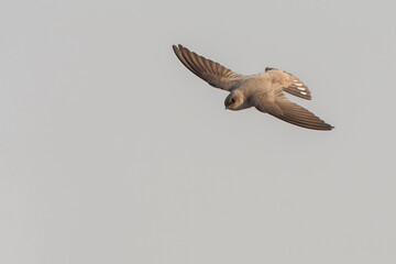 Pale Crag Martin, Ptyonoprogne obsoleta
