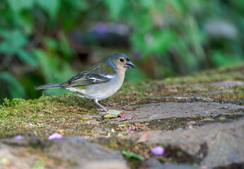 Madeira Chaffinch, Fringilla coelebs maderensis