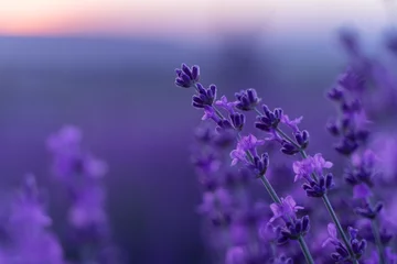 Fotobehang Pruim Lavender flower background. Violet lavender field sanset close up. Lavender flowers in pastel colors at blur background. Nature background with lavender in the field.
