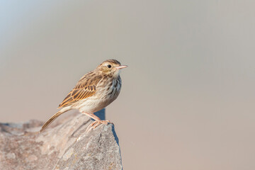 Berthelot's Pipit, Anthus berthelotii madeirensis