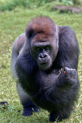 Silverback gorillas in their environment