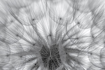 flower fluff, dandelion seeds  - beautiful macro photography