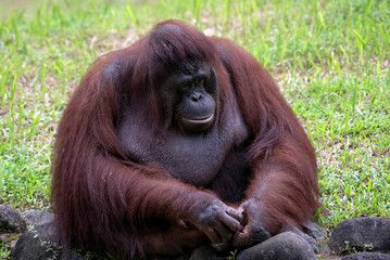 Orang utan sitting near a pond