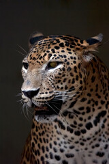 Fototapeta na wymiar Close-up photo of an Javan leopard from a dark place