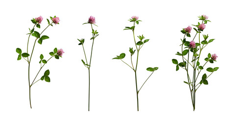 Realistic red clover flowers with leaves and stems isolated on transparent background. Three clover...